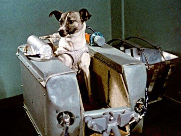 Hace A Os Laika Fue Al Espacio Cu Les Son Los Hitos Que Ha