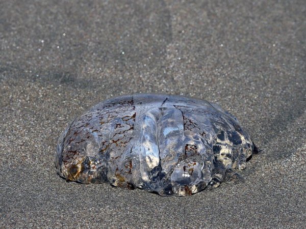 Fragata portuguesa y medusas Cómo evitar una picadura y qué hacer si