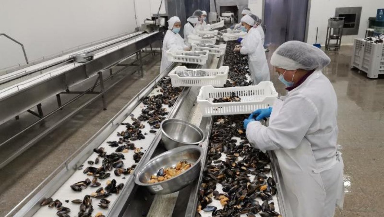/local/industria-mitilicultora-chile-lider-mundial-en-exportacion-de-choritos
