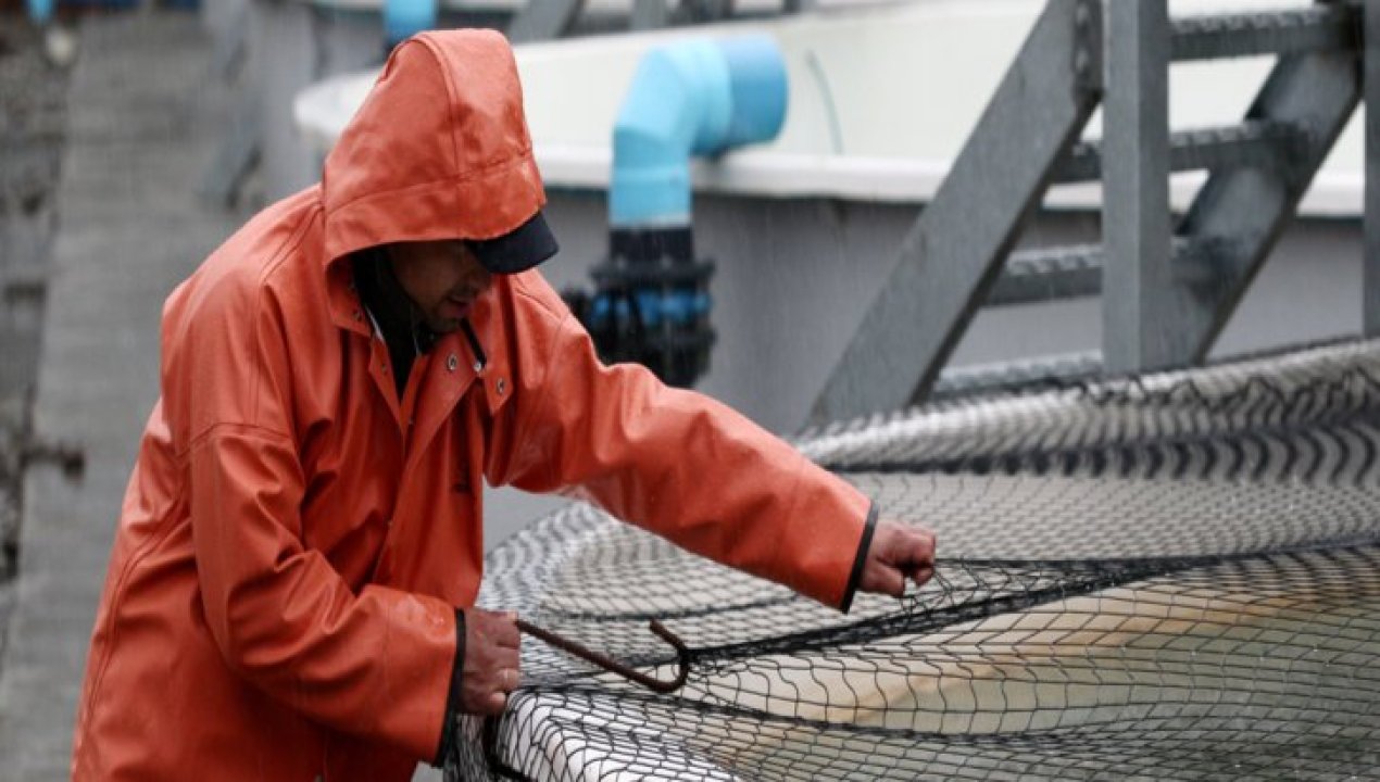 /local/trabajadores-salmoneros-proponen-declarar-el-26-de-mayo-como-su-dia
