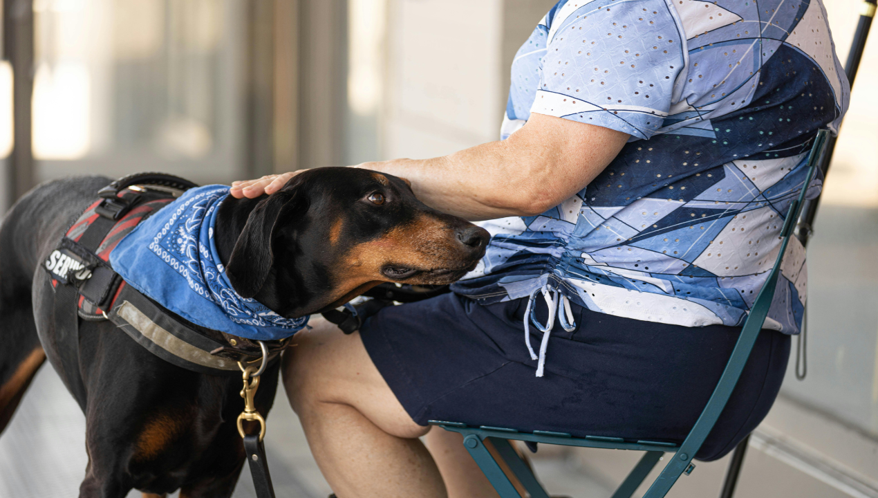/perros-heroes-en-puerto-montt-mascotas-seran-entrenadas-para-salvar-la