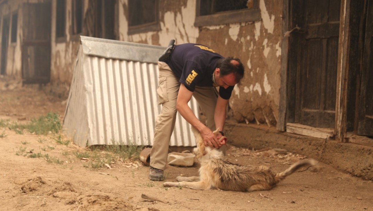 /pdi-investiga-muerte-de-varios-animales-en-la-via-publica-en-la-union