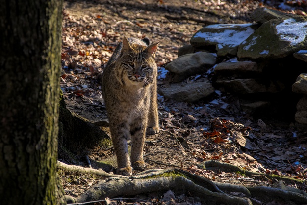 /gato-montes-argentino-mataba-gallinas-en-currarehue