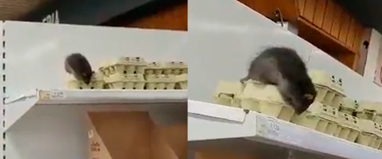 Captan a rata posada sobre caja de huevos en supermercado de Loncoche
