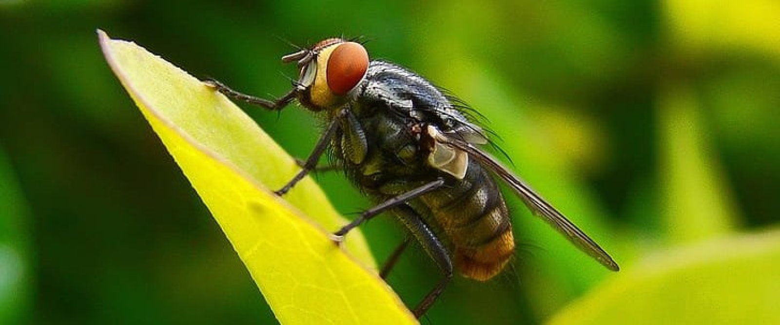 Encuentran una mosca intacta en intestino de un hombre tras un examen de rutina
