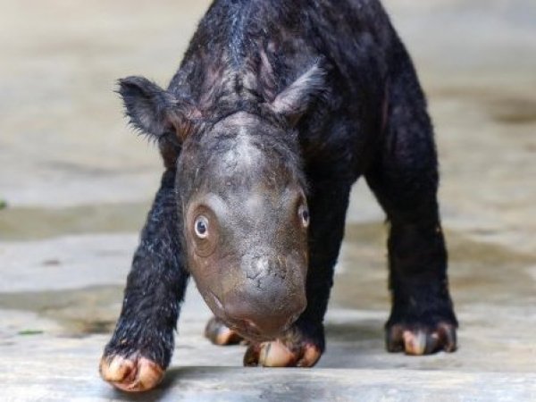Algo de esperanza: Registran nacimiento de cría de rinoceronte de Sumatra