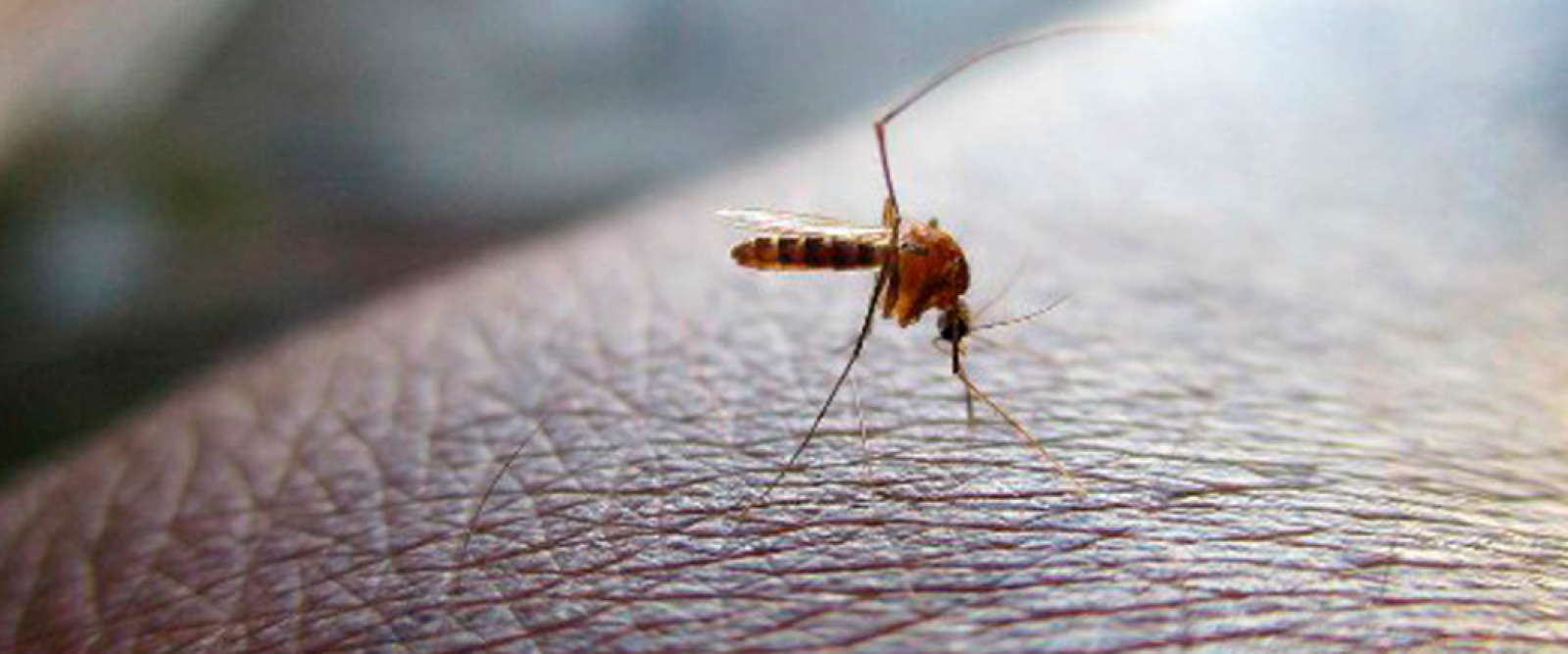 Extienden alerta sanitaria en 7 regiones por mosquitos: ¿Cuáles virus transmiten?