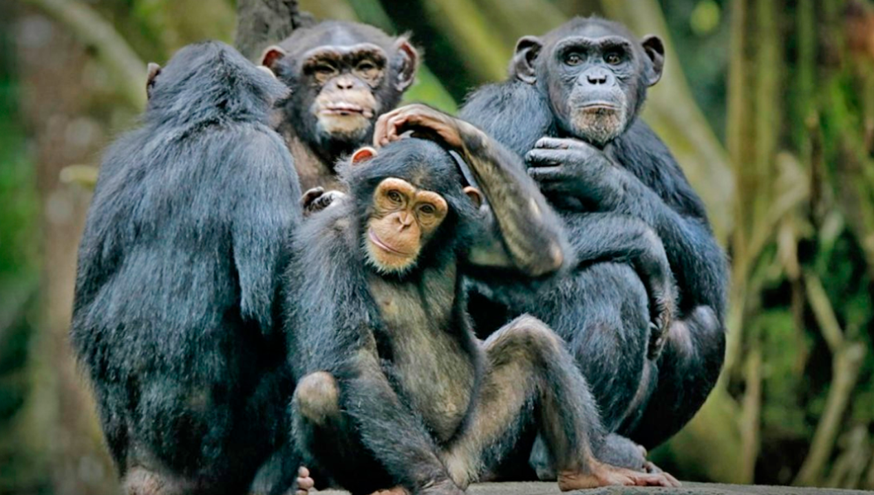 /tendencias/ciencia/igual-que-humanos-estudio-revela-que-simios-tienen-bromas-entre-ellos