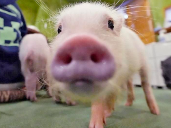 Crean cerdos para luchar contra la escasez de donantes de órganos en Japón
