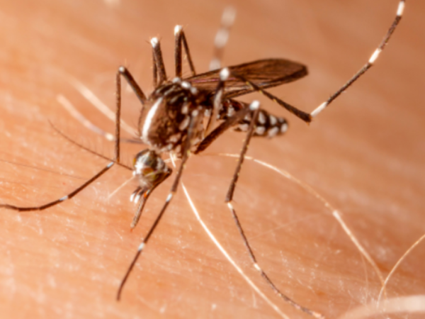 Confirman presencia de mosquito del dengue en terminal de buses de Los Andes