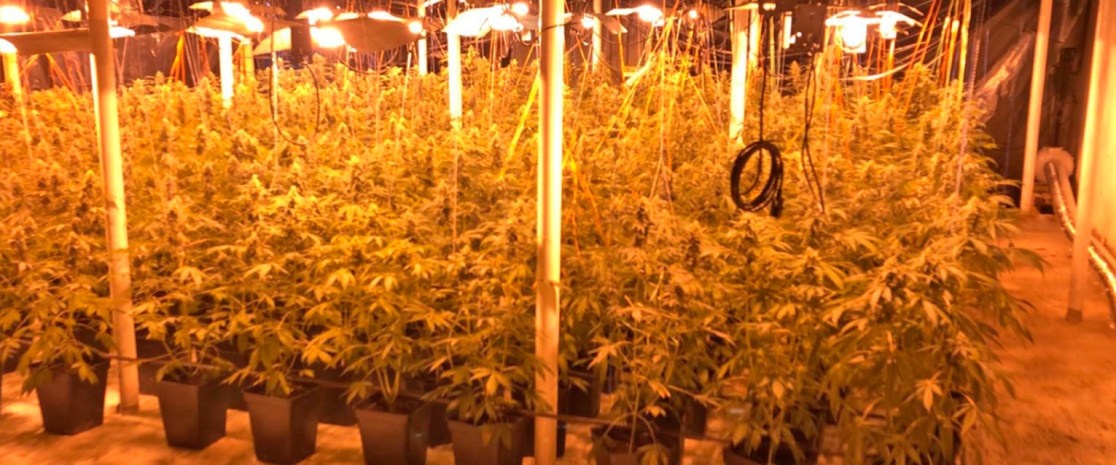 Descubren 5 mil plantas de marihuana en O'Higgins: 2 ciudadanos chinos detenidos