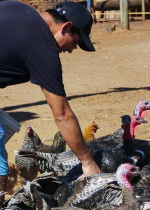 OMS alerta sobre la gripe aviar: Podría llegar a transmitirse entre humanos
