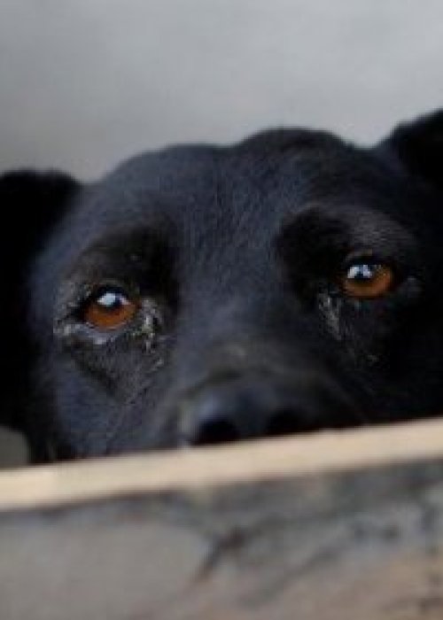 Proliferación de perros abandonados: Un riesgo para la fauna y especies protegidas
