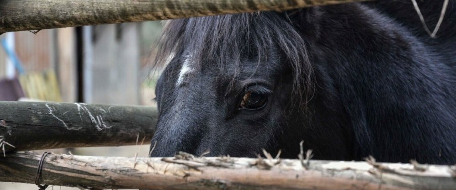 Preocupación por brote de anemia infecciosa en caballos de Chile