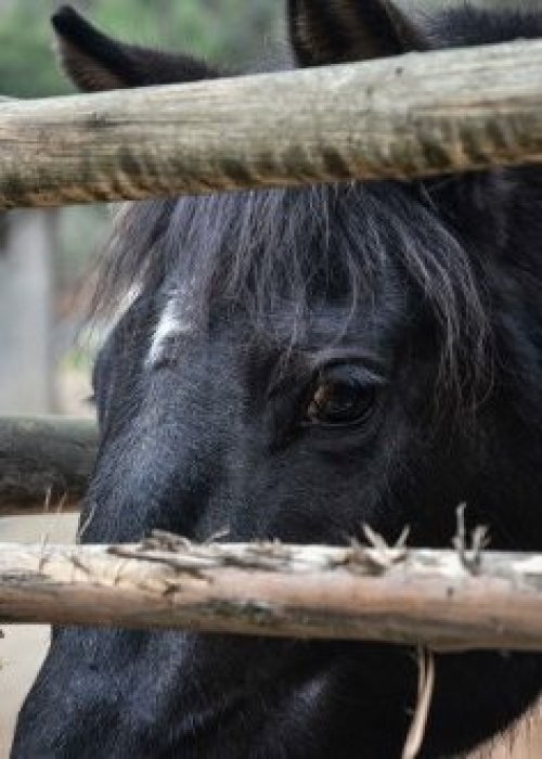 Preocupación por brote de anemia infecciosa en caballos de Chile