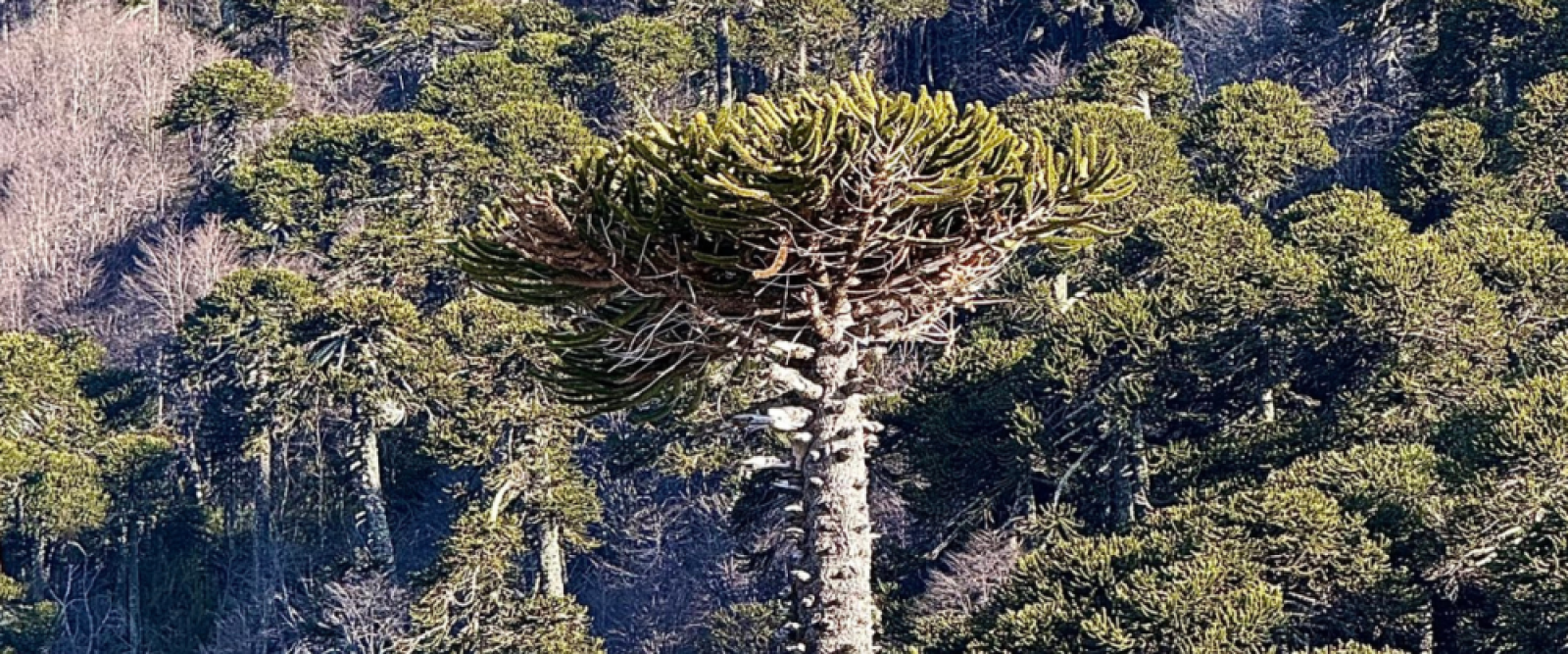 Comunidades mapuche y ambientalistas logran que no se talen araucarias en ruta Melipeuco–Icalma