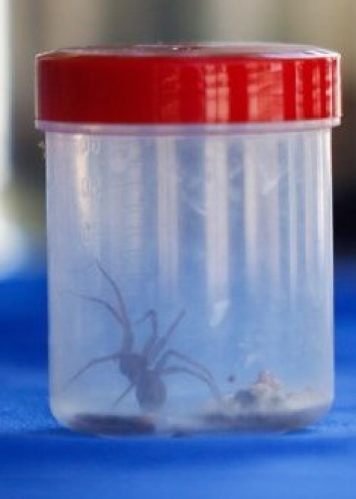 Araña de rincón: Aumenta el riesgo de mordeduras en meses de calor