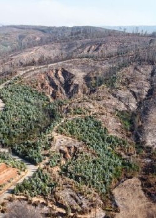 Monocultivos y emergencias: el Congreso acelera proyectos para prevenir desastres