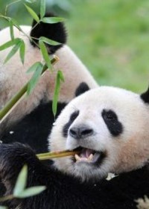 El panda gigante logró dejar atrás la categoría de “en peligro de extinción”