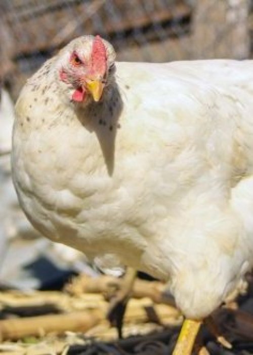 SAG logra reabrir mercados avícolas en menos de una semana tras brote de influenza aviar