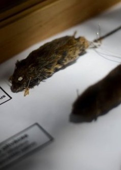 Hantavirus: aumento de casos durante el 2026 en Chile, mantiene en alerta a las autoridades
