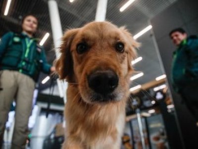 SAG exigirá microchip o tatuaje para el ingreso de perros y gatos a Chile