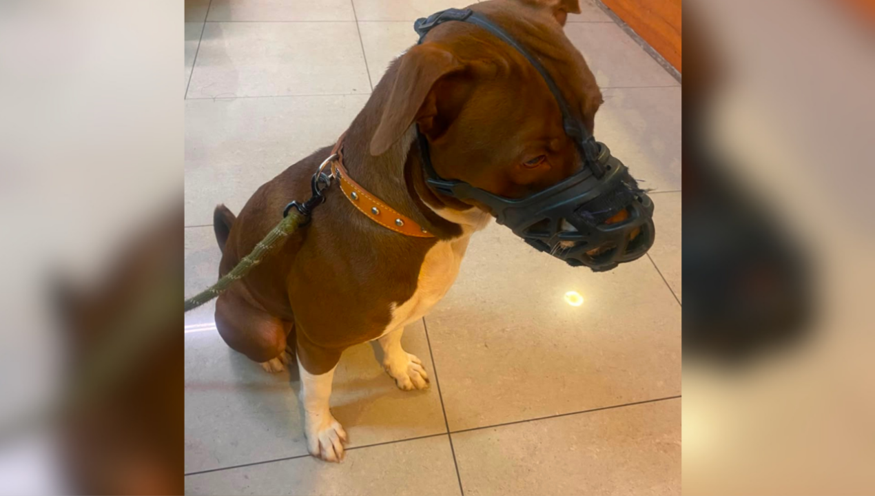 /regionales/region-metropolitana/detienen-a-hombre-por-maltrato-contra-cachorro-pitbull-en-nunoa