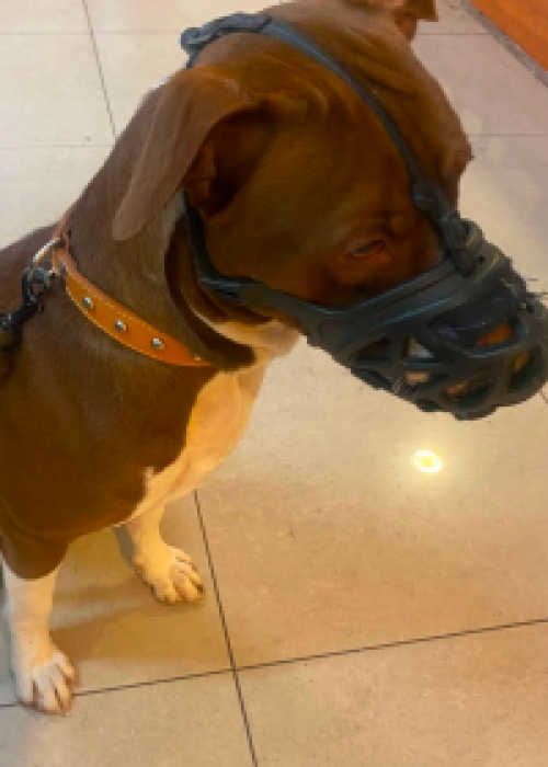 Hombre es detenido por maltratar a cachorro pitbull en Ñuñoa