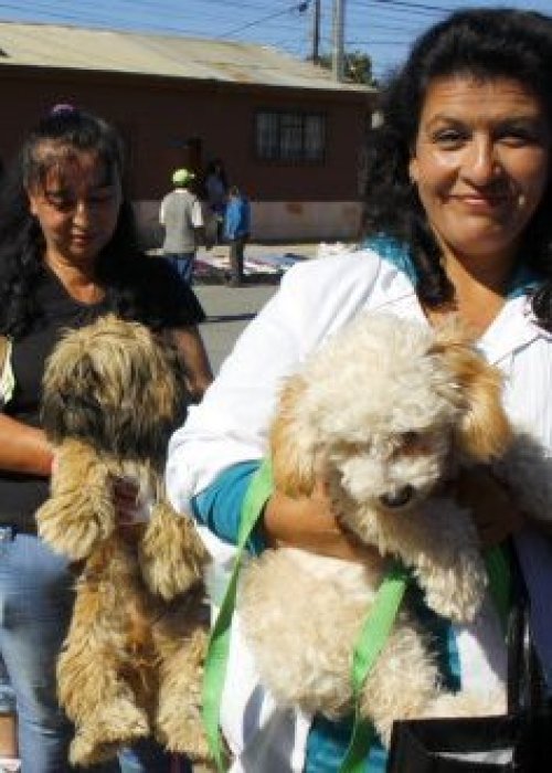 Para perros y gatos: Minsal realiza jornadas de vacunación contra la rabia